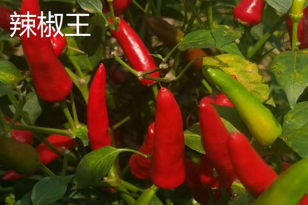 种植子弹头辣椒的要点，播种前需将种子晾晒2-3天