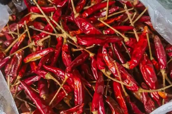 种植子弹头辣椒的要点，播种前需将种子晾晒2-3天