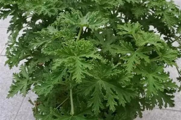 驱蚊草能吃吗，驱蚊草可以吃
