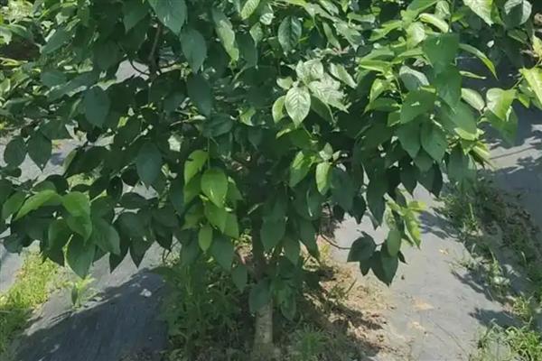 樱桃树传播种子的方法，动物吃下果实后种子会随着粪便排出体外