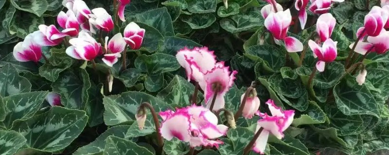 仙客来在几月份苏醒，一般在2-3月或8-9月苏醒