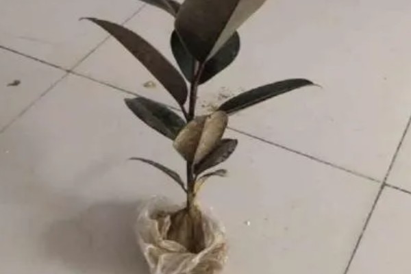 橡皮树叶子变软下垂怎么处理，可加温处理或增加水分