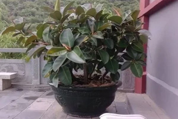 橡皮树叶子变软下垂怎么处理，可加温处理或增加水分