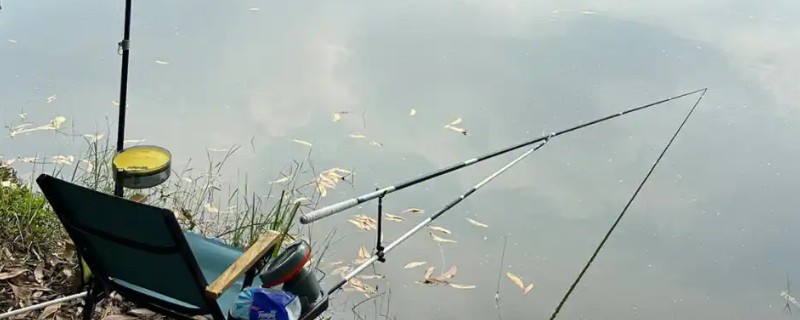 秋季钓溪河野生鲤鱼的时间，初秋选择早上或下午出钓