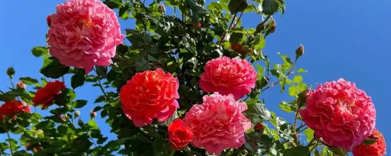 大连的市花是什么，月季花属于大连市花