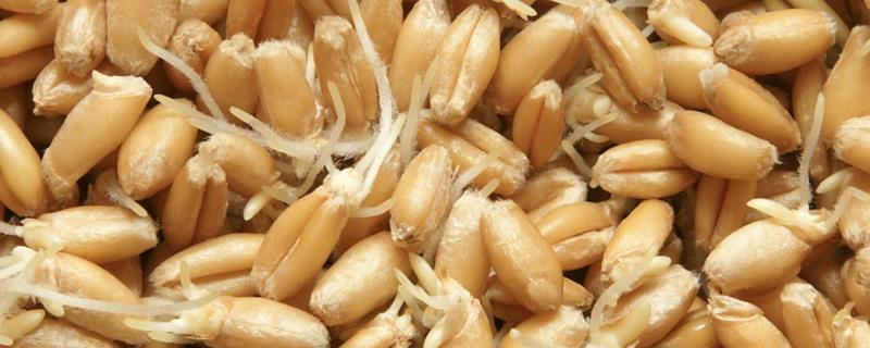 小麦的播种量多少为宜，每亩地播种7-9kg左右
