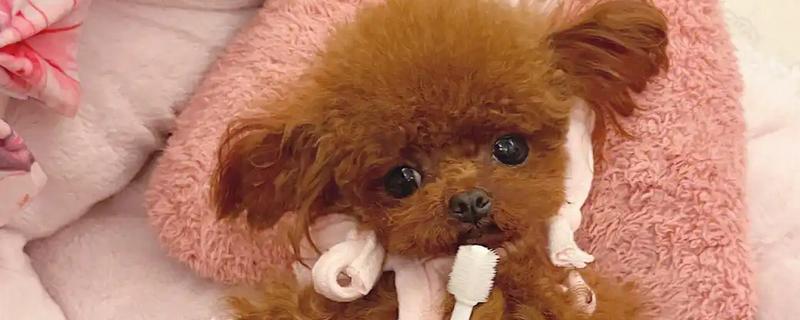 怎么清除泰迪的牙结石，坚持为它刷牙是最简单的方法