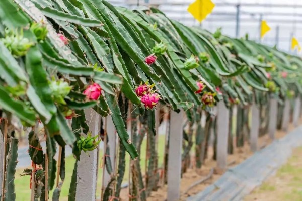 火龙果的成熟时间，果期一般为7-12月份