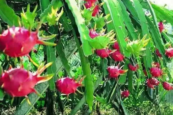 火龙果的成熟时间，果期一般为7-12月份