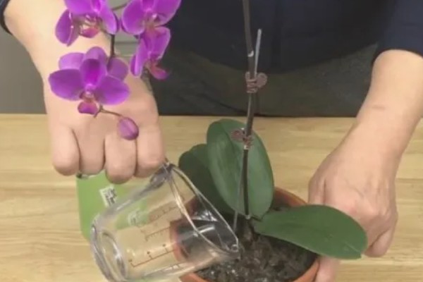 蝴蝶兰叶子有粘液的原因，发生黑腐病时叶片上会产生大量粘液