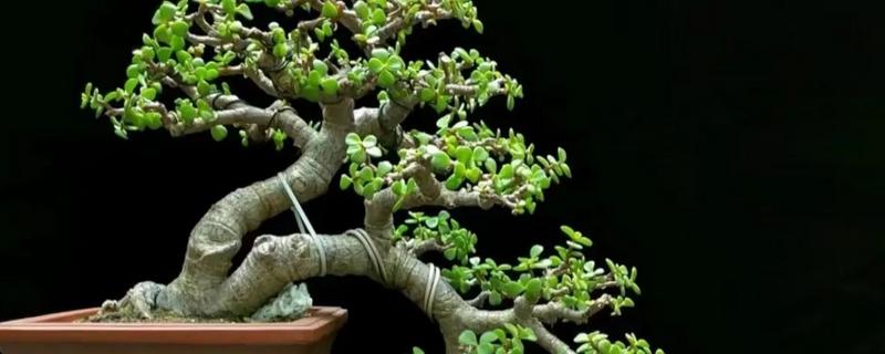 金枝玉叶花瓣干枯脱落如何处理，缺少光照时要把它放在阳光充足的地方