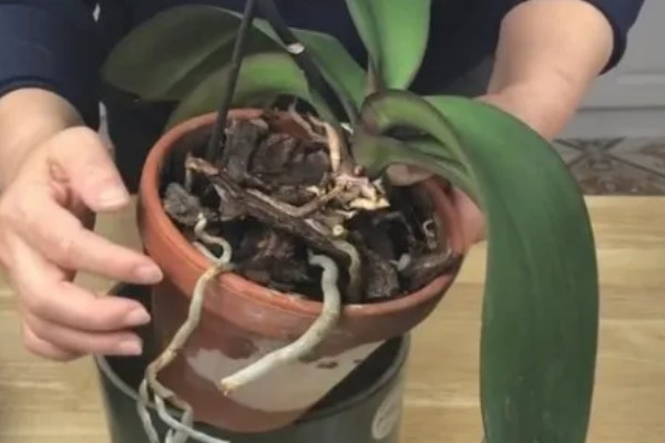 蝴蝶兰叶子有粘液的原因，发生黑腐病时叶片上会产生大量粘液
