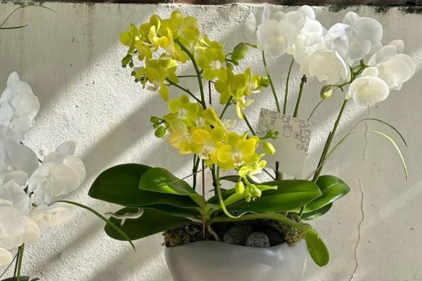 蝴蝶兰叶子有粘液的原因，发生黑腐病时叶片上会产生大量粘液