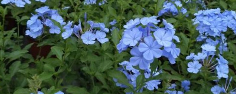 让蓝雪花颜色变深的方法，增加光照能让花色更鲜艳