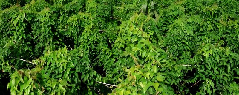 山药发芽长藤能不能种植，将藤蔓连带发芽部位剪下即可栽种