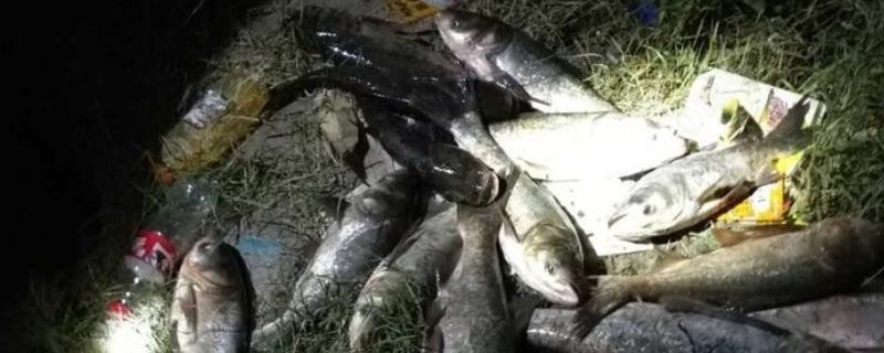 晚上钓鲢鳙水深多少合适，在1.5米到3米