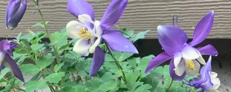 耧斗菜的养殖方法，春夏季节每隔2-3天浇一次水