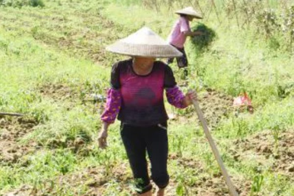 怎么让茄子二次生长，采取以下措施可促使它再次结果