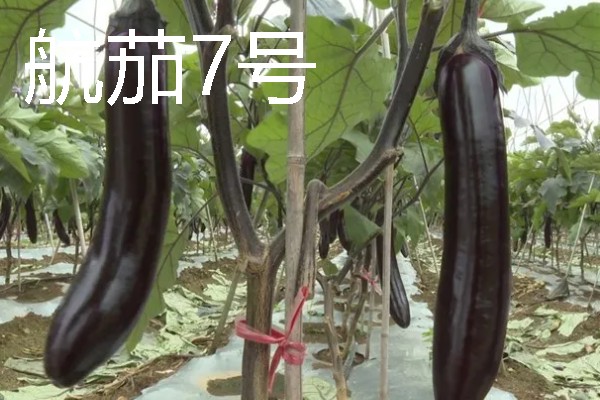 怎么让茄子二次生长，采取以下措施可促使它再次结果