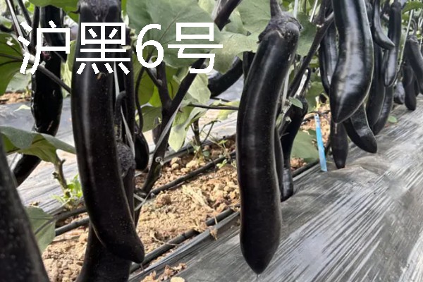 怎么让茄子二次生长，采取以下措施可促使它再次结果