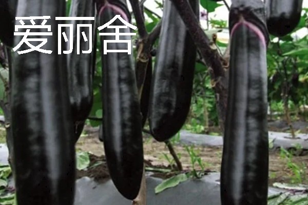怎么让茄子二次生长，采取以下措施可促使它再次结果