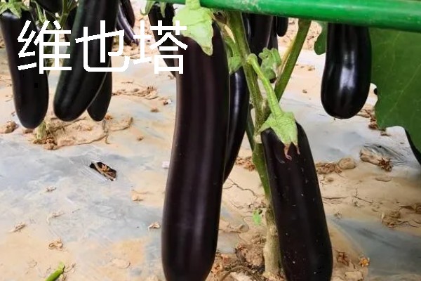 怎么让茄子二次生长，采取以下措施可促使它再次结果
