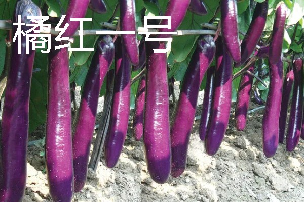 怎么让茄子二次生长，采取以下措施可促使它再次结果
