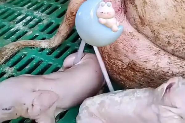 母猪产前几天减料合适，产前5-7天左右减料合适