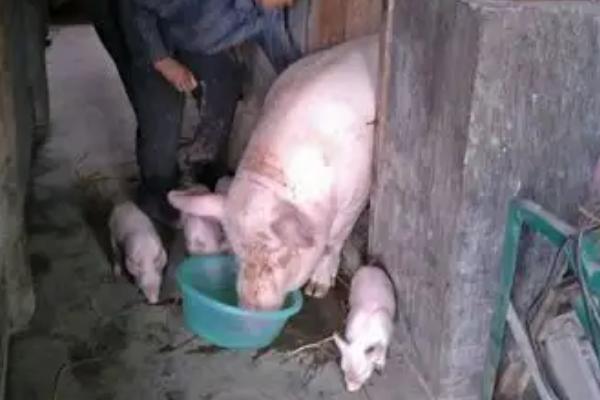 母猪产前几天减料合适，产前5-7天左右减料合适