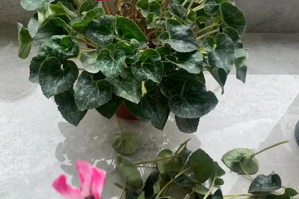 仙客来在几月份苏醒，一般在2-3月或8-9月苏醒