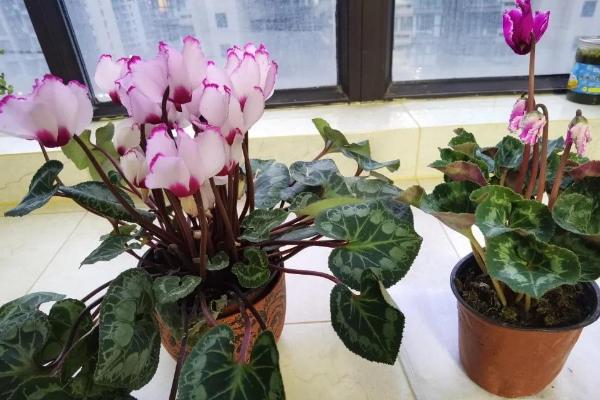 仙客来在几月份苏醒，一般在2-3月或8-9月苏醒