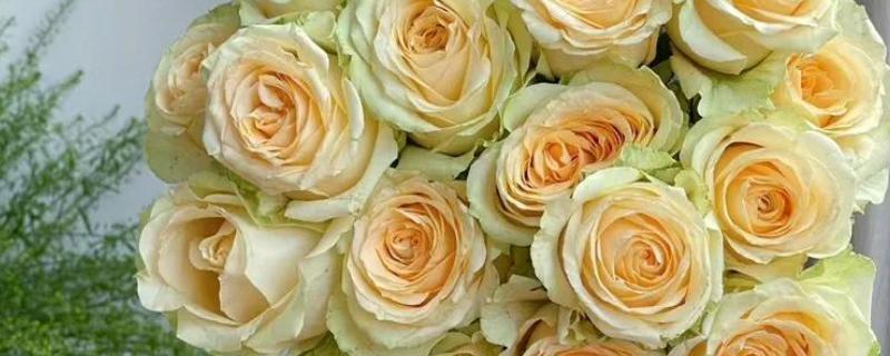 香槟玫瑰的花语，不同朵数代表的含义有区别