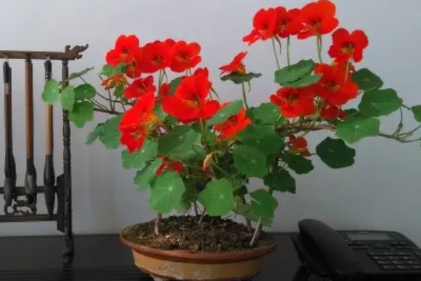如何养殖旱金莲，春秋季节每隔2-3天浇一次水