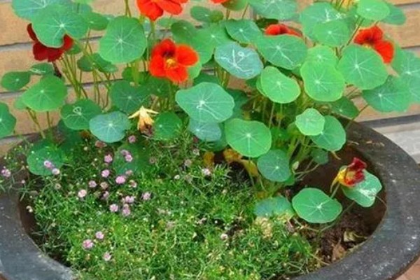 如何养殖旱金莲，春秋季节每隔2-3天浇一次水