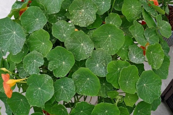 如何养殖旱金莲，春秋季节每隔2-3天浇一次水