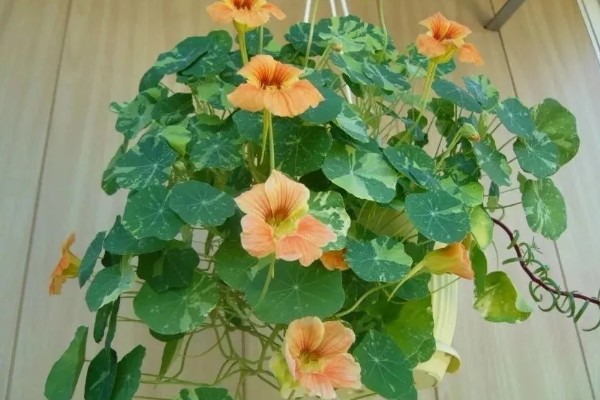 如何养殖旱金莲，春秋季节每隔2-3天浇一次水