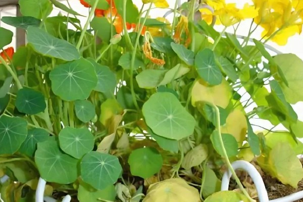 如何养殖旱金莲，春秋季节每隔2-3天浇一次水