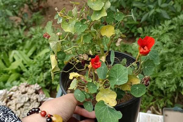 如何养殖旱金莲，春秋季节每隔2-3天浇一次水