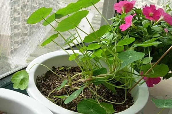 如何养殖旱金莲，春秋季节每隔2-3天浇一次水