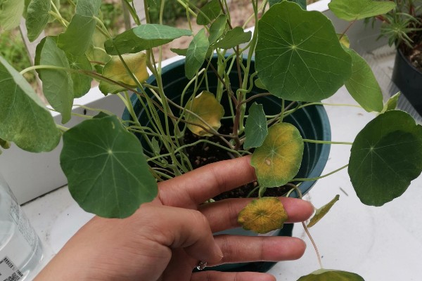 如何养殖旱金莲，春秋季节每隔2-3天浇一次水