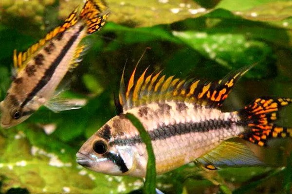 琴尾短鲷好不好养，具有一定的饲养难度