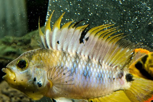 琴尾短鲷好不好养，具有一定的饲养难度