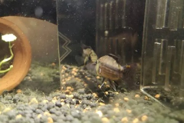 琴尾短鲷好不好养，具有一定的饲养难度