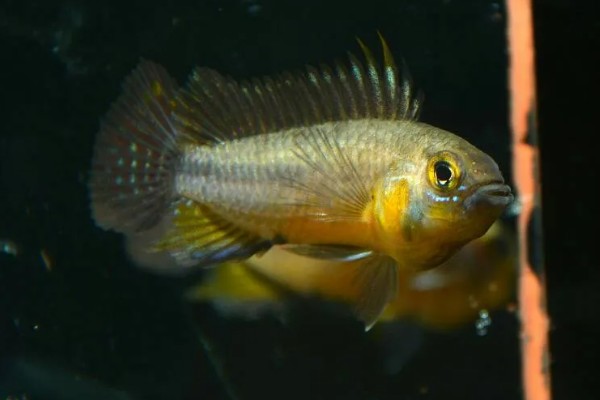 琴尾短鲷好不好养，具有一定的饲养难度