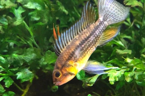 琴尾短鲷好不好养，具有一定的饲养难度