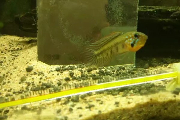 琴尾短鲷好不好养，具有一定的饲养难度