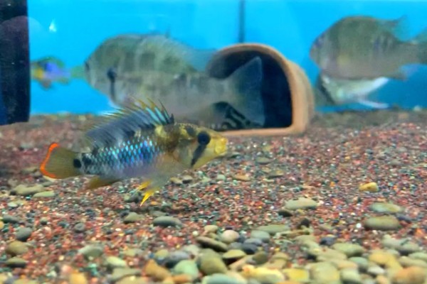 琴尾短鲷好不好养，具有一定的饲养难度