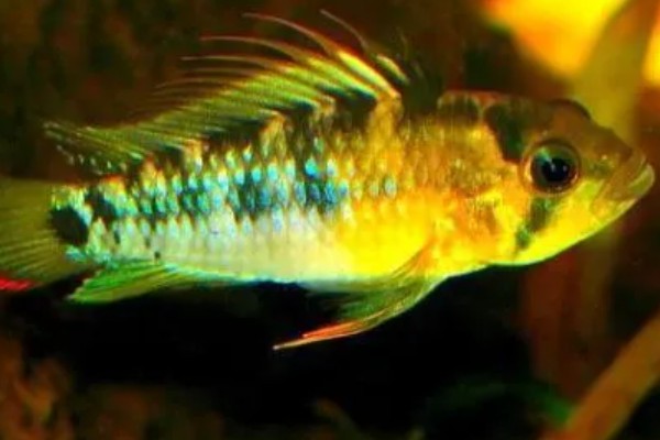 琴尾短鲷好不好养，具有一定的饲养难度