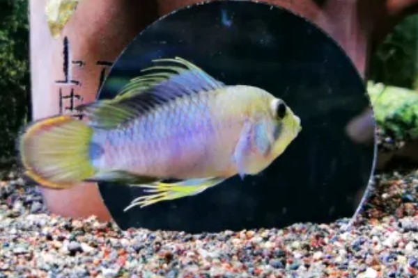 琴尾短鲷好不好养，具有一定的饲养难度