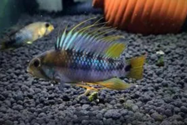 琴尾短鲷好不好养，具有一定的饲养难度